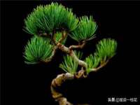 扬州稻草人建筑装饰工程有限公司